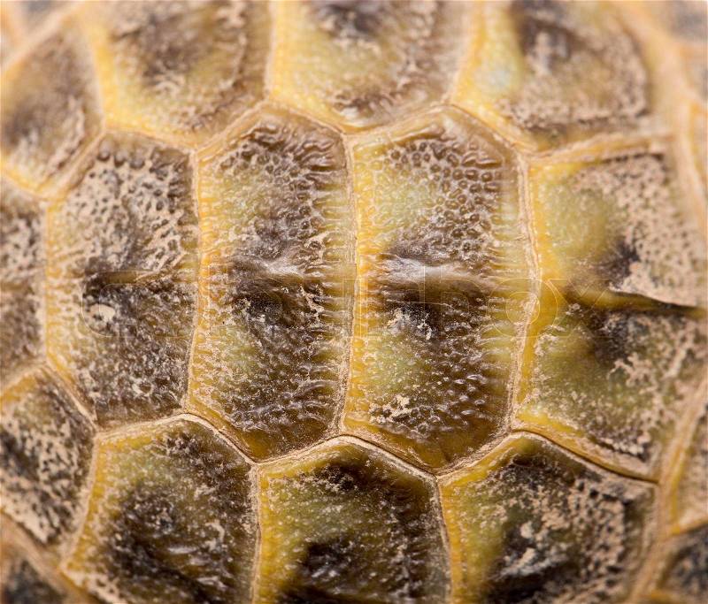 Closeup of a turtle shell, stock photo