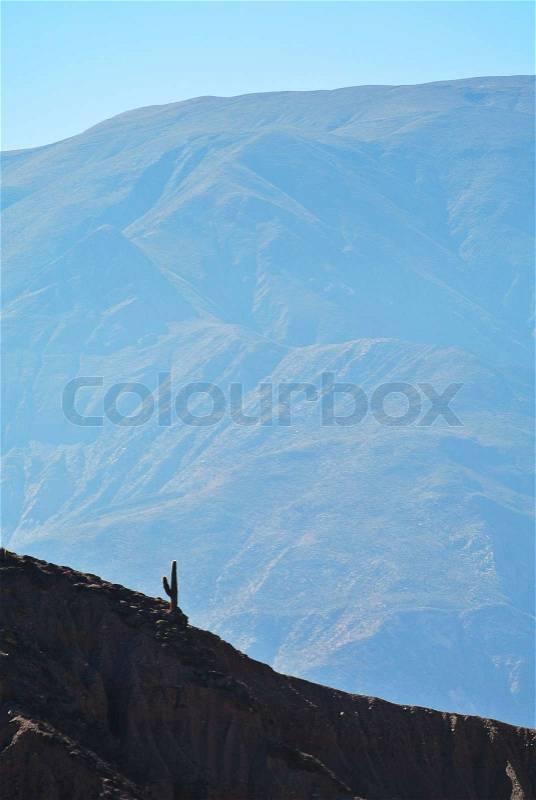 Photo of proud cactus standing alone on the mountain, stock photo