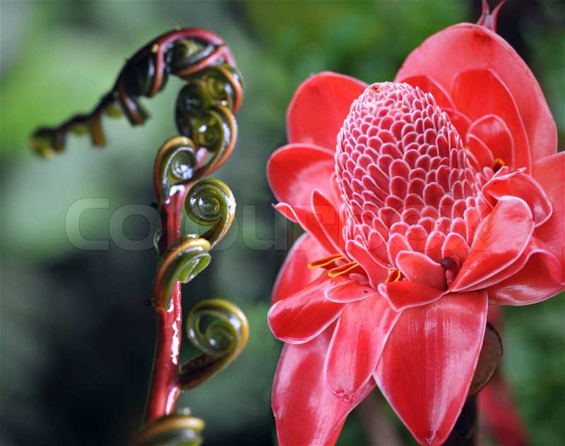 Closeup of Plant from jungle Torch Ginger, Phaeomeria Magnifica. Amazonia, Ecuador, stock photo