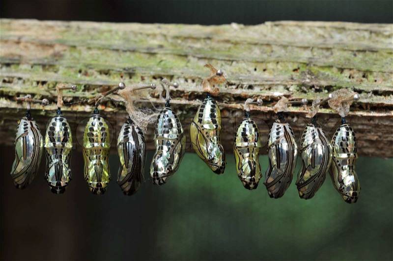 Rows of butterfly cocoons and newly hatched butterfly, stock photo