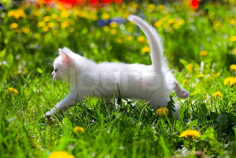 Adorable white fluffy kitten in the grass, stock photo