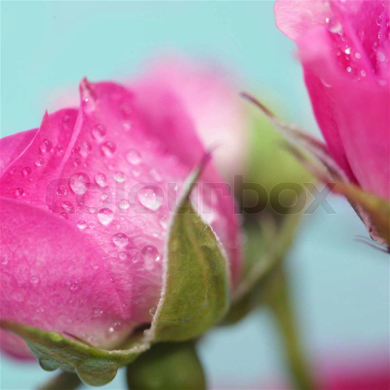 Soft focus rose flower background. Made with lens-baby and macro-lens, stock photo