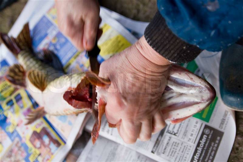 Hands of woman gutting a fish, stock photo
