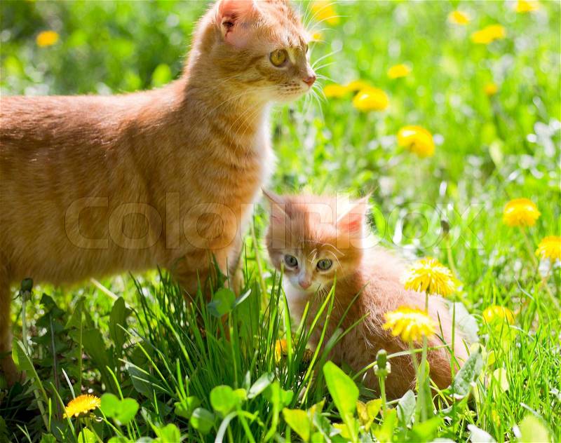 Little tabby kitten with mother cat on green grass, stock photo