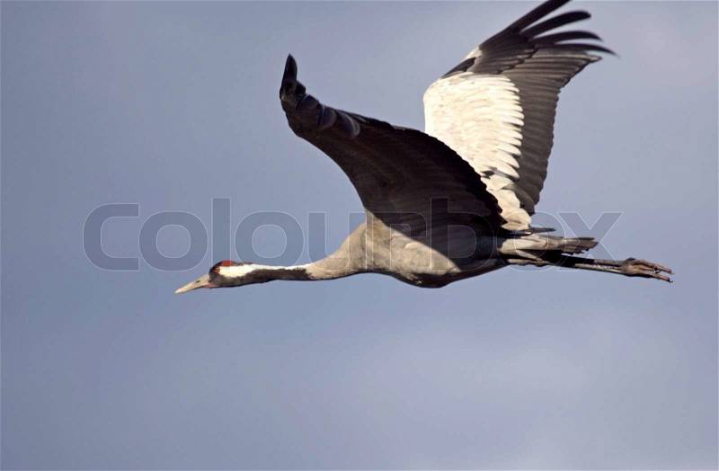 Crane flying in the sky close-up, stock photo