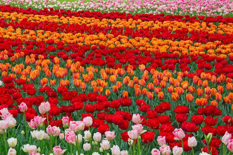 Fresh blooming tulips in the spring garden, stock photo
