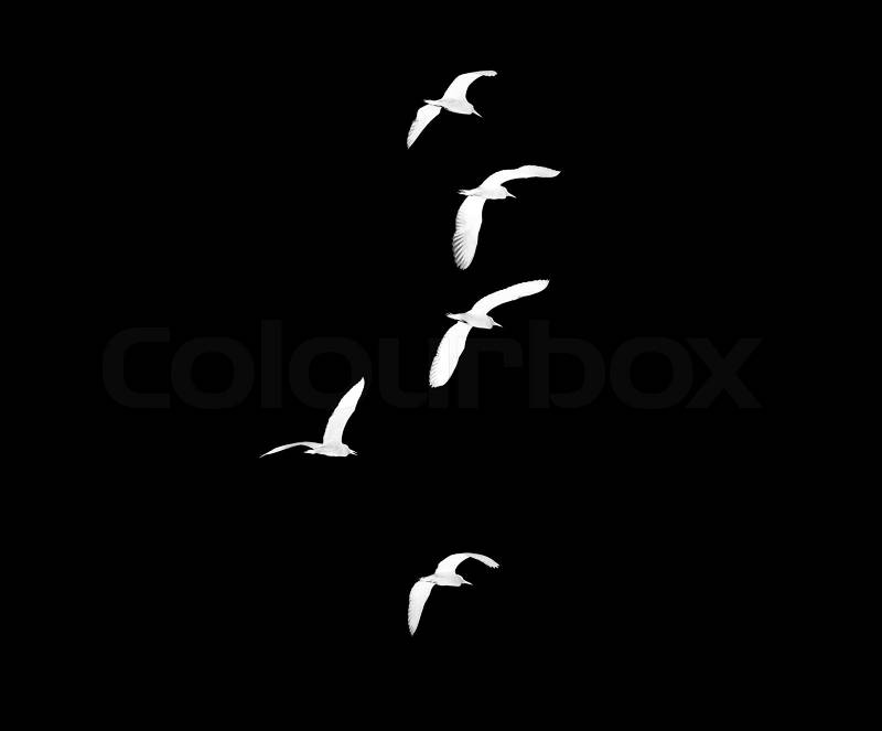 Flock of birds on a black background, stock photo
