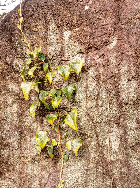 Climber plant on the rock wall, stock photo