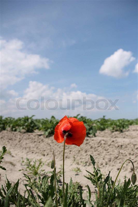 Blue sky with clouds and one red blooming poppy in the countryside in summertime, enjoy the flower, stock photo