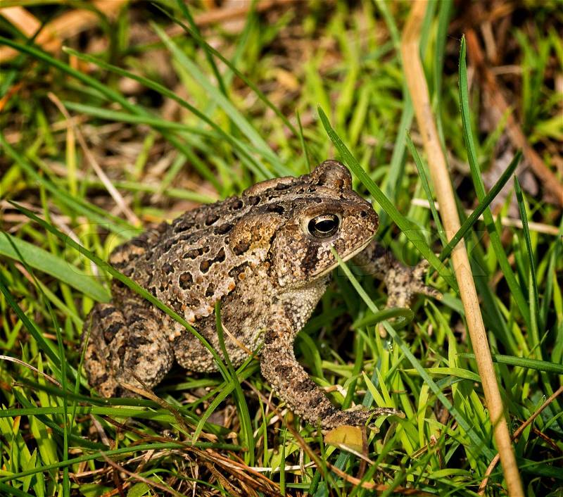 Eastern American Toad in the grass. Common toad found in America. , stock photo