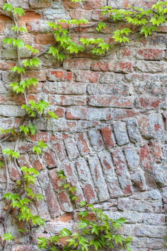 Old brick wall framed by green ivy, stock photo