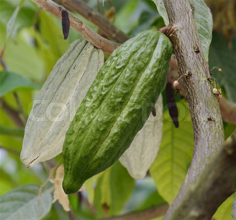 Cocoa Tree With Fruits,Close Up, stock photo