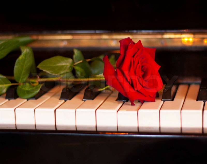 Red rose flower on piano keyboard photo, stock photo