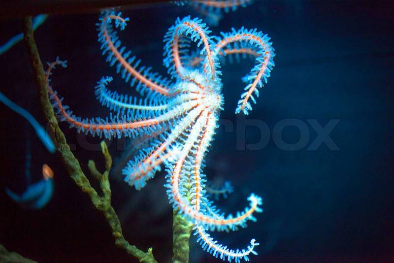Close up of marine organisms in Okinawa Churaumi Aquarium, stock photo