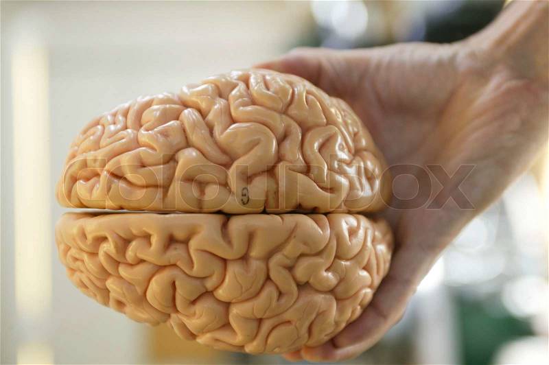 Stock image of \'brain, biology, person\'