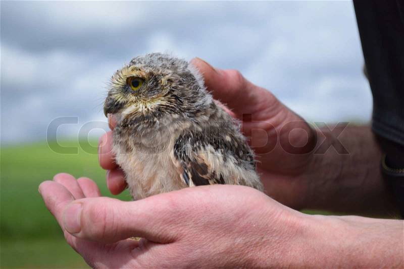 Young owl sitting on hand, stock photo