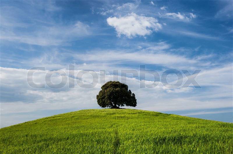 Real tree on the top of small green hill with blue sky, stock photo
