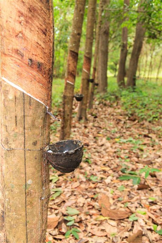 Rubber Latex of rubber trees flows into a bowl , stock photo