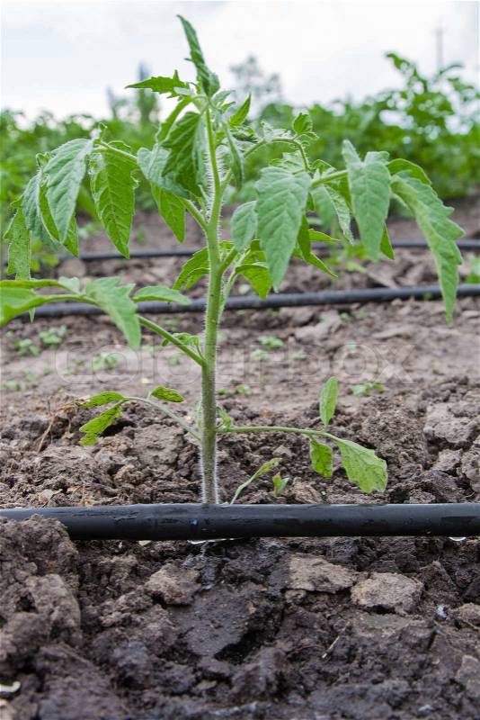 Seedling vegetable beds with drip irrigation system, stock photo