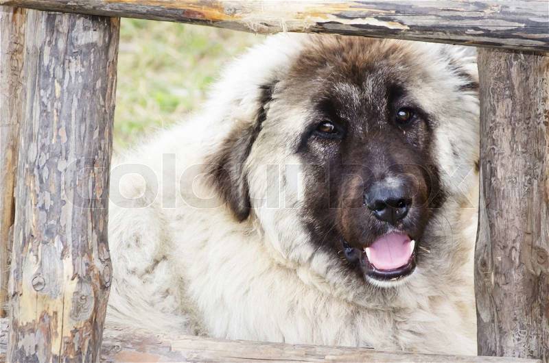 Photo of Big Dog Portrait Over Wooden Frame, stock photo