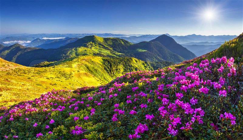 Magic pink rhododendron flowers in the mountains. Geolocation 47.93098,24.329245, stock photo