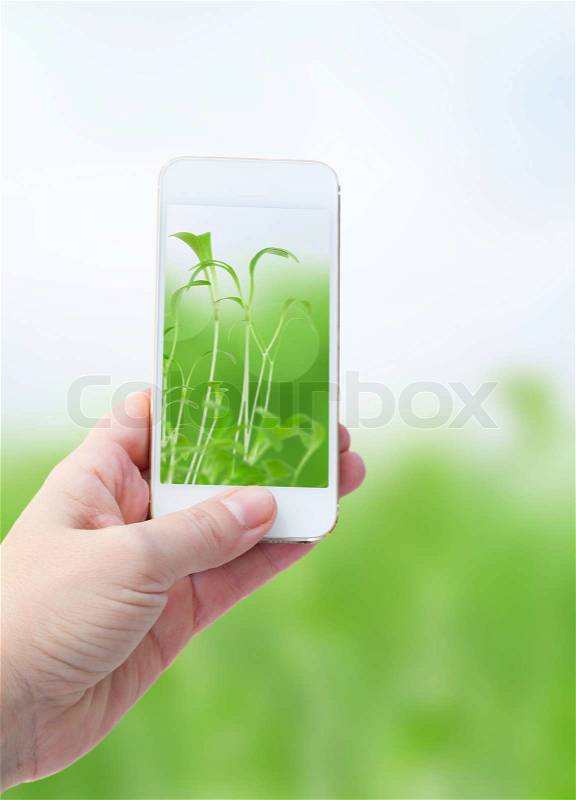 Woman hand taking picture with smart phone against defocused green nature background, stock photo