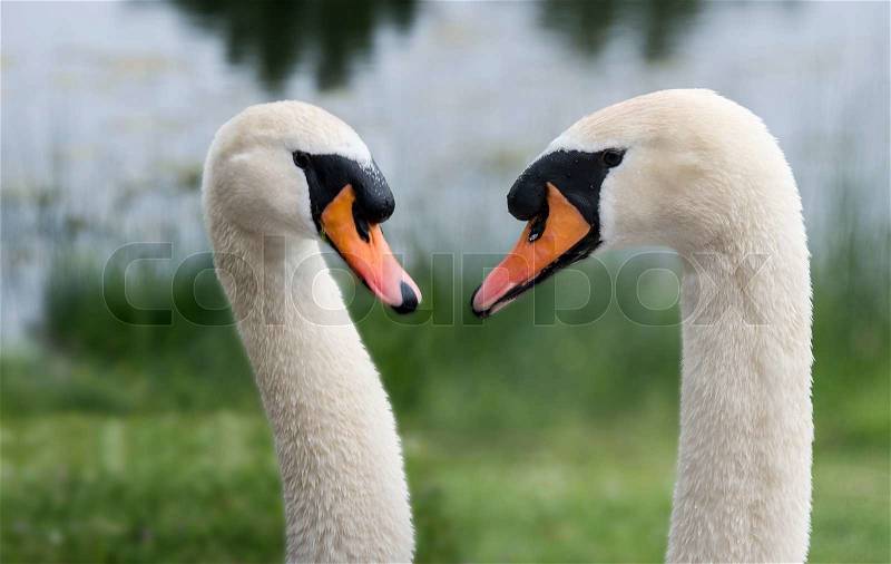 Two swan male close together in nature, stock photo