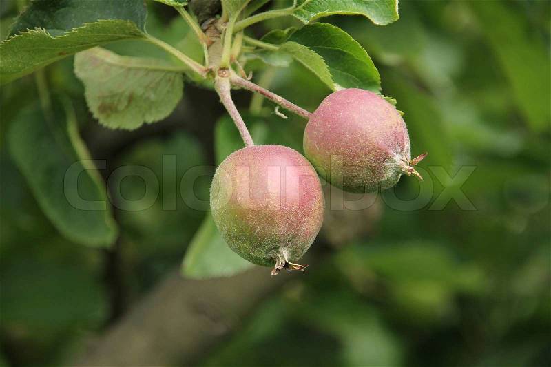 Two small apples grow on the branch from the apple tree in the orchard in the countryside in summertime, stock photo