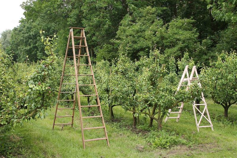 The wooden stairs, small and big one, stand in the orchard with apple trees on the countryside, stock photo