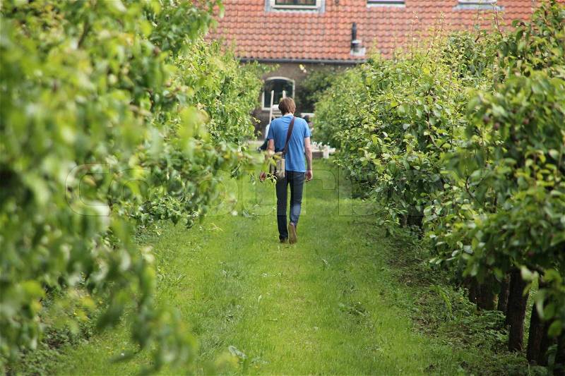 The lonely man is walking in the orchard with apple trees on the countryside in summertime, stock photo