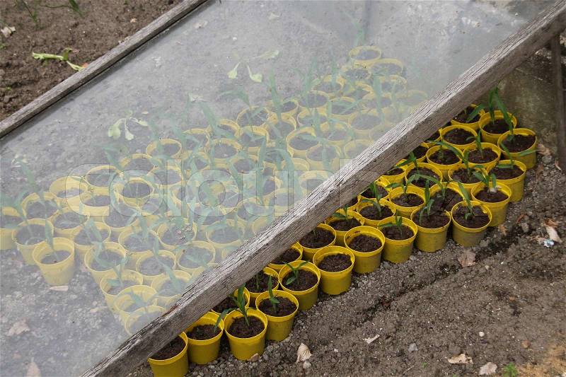 Kitchen garden with many yellow pots with plants are growing under the glass in summertime, stock photo