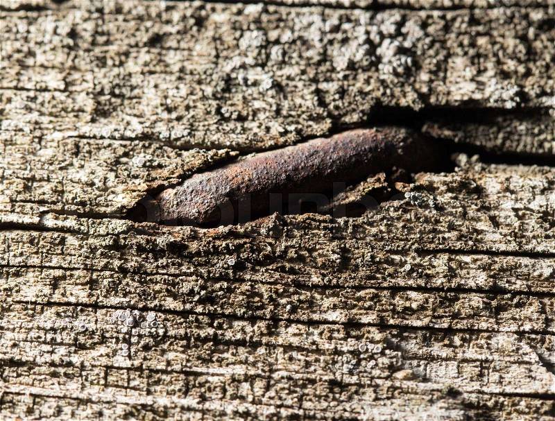 Old rusty nail in the piece of wood. macro, stock photo