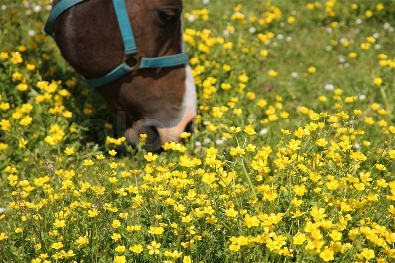 Land of many blooming buttercups and a head of the brown horse with blue rig in summertime, stock photo