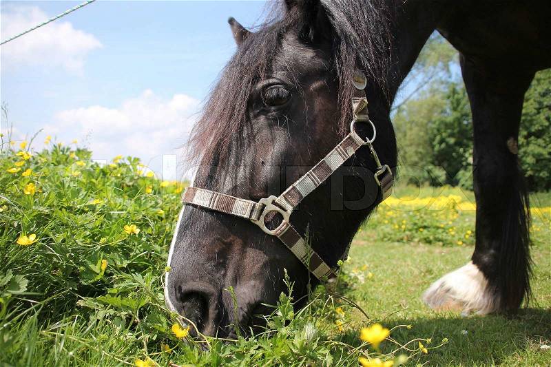 Detail, head of the black grazing horse in a land of many blooming buttercups in summertime, stock photo