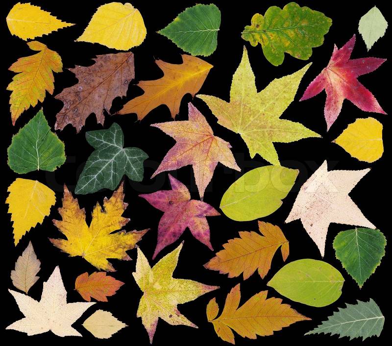 Colorful Fall Leafs Isolated on Black Background, stock photo