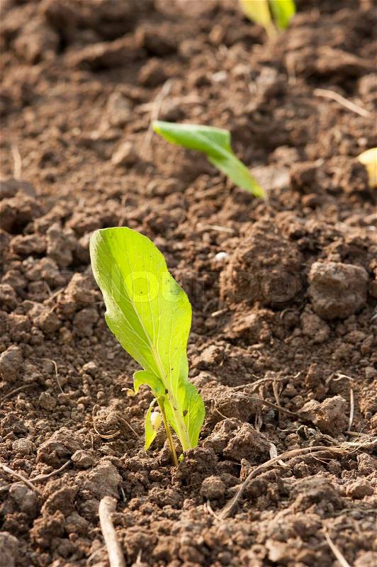 Crops planted in rich soil get ripe under the sun fast, stock photo