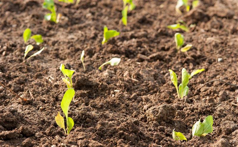 Crops planted in rich soil get ripe under the sun fast, stock photo