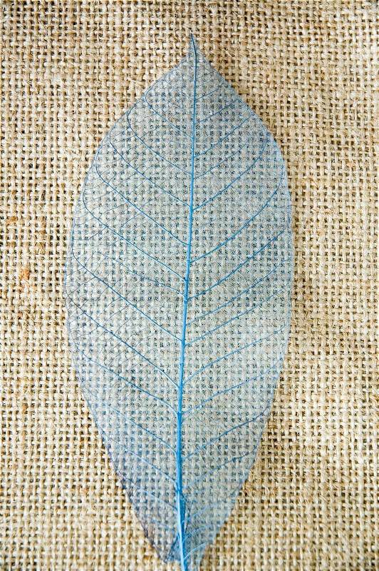 Close up blue skeleton leaf, stock photo