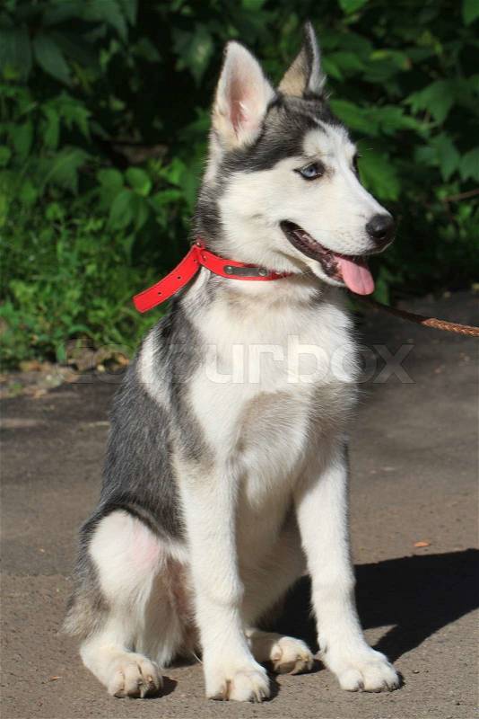 A four-month female husky puppy on a leash closeup outdoors , stock photo