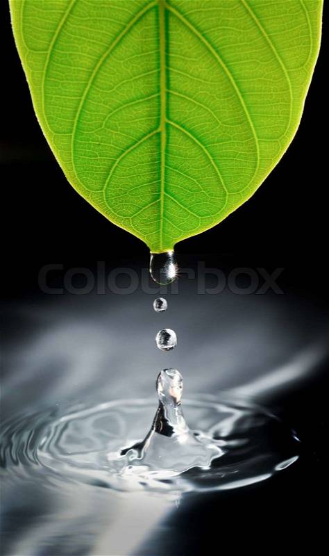 Water drops from green leaf, stock photo
