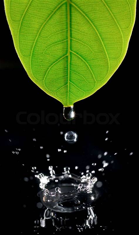 Water drops from green leaf, stock photo