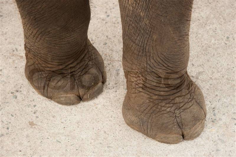 Elephant legs, stock photo