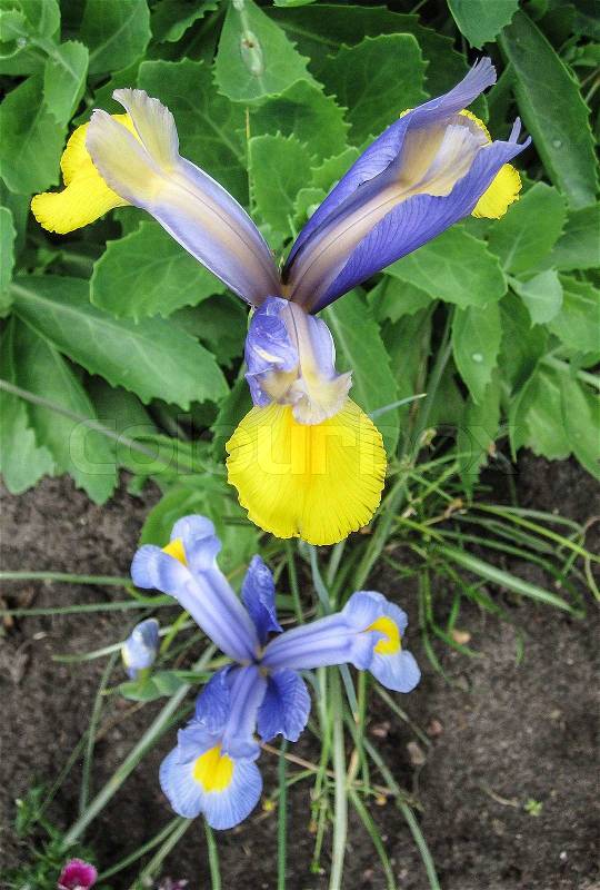 Blue and yellow Iris, stock photo