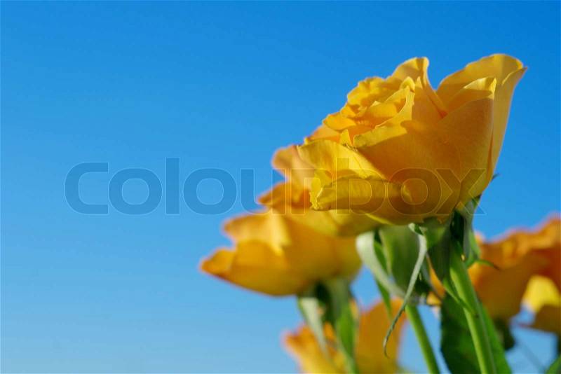 Stock image of \'yellow, rose, blues\'
