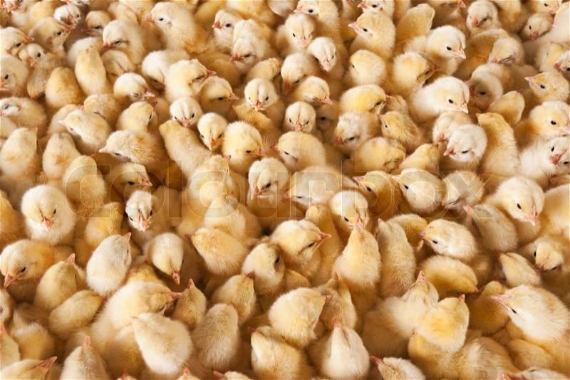 Large group of baby chicks on chicken farm, stock photo