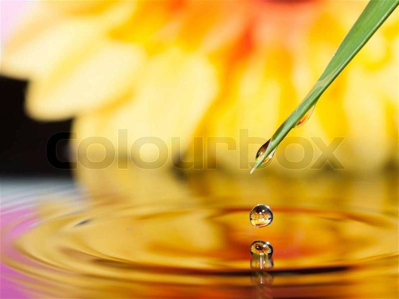 Pot marigold flower mirroring inside dew drops, stock photo