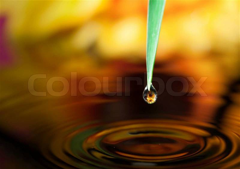 Pot marigold flower mirroring inside dew drops, stock photo