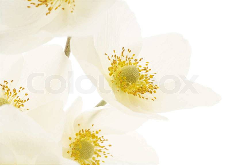 Closeup white flowers background isolated on white, stock photo