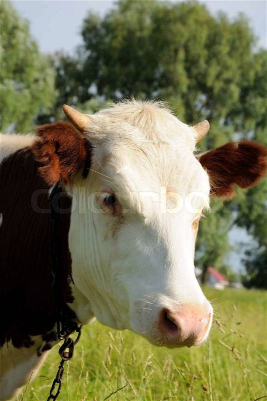 Portrait of white and brown cow on a summer pasture, stock photo