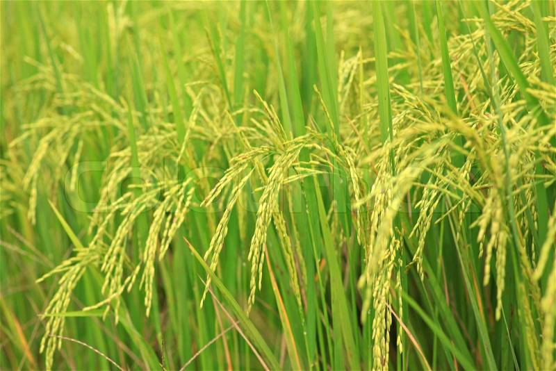 Rice Farm, Jusmine Rice, stock photo